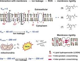 Antileishmanial, cytotoxic activities, and membrane rigidity effects of three synthetic compounds