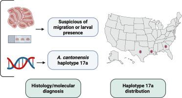 Angiostrongylus cantonensis infection in a captive non-human primate (Varecia variegata) from the southeastern United States