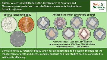 Bacillus velezensis SBB80 affects the development of Fusarium and Neocosmospora species and controls Diatraea saccharalis (Lepidoptera: Crambidae) larvae