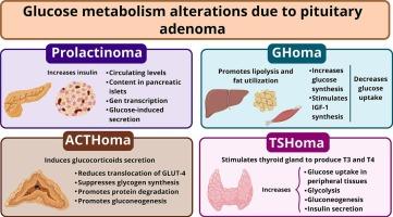 Glucose metabolism in anterior pituitary adenomas
