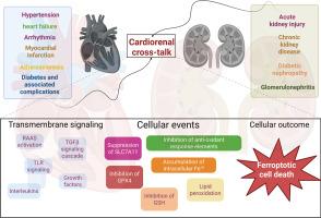 Molecular insights into the role of ferroptosis in cardiorenal cross-talk: Mechanisms and future directions