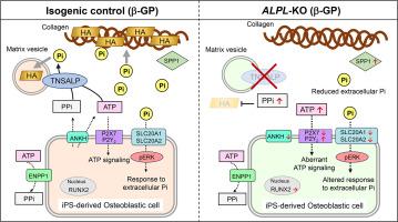 Involvement of impaired phosphate production and aberrant extracellular ATP signaling in the pathogenesis of hypophosphatasia: Analysis of ALPL-Knockout human iPS cell models