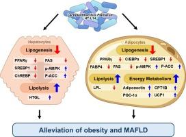Heat-treated culture-dried Lactiplantibacillus Plantarum L-14 suppresses adipogenesis and lipogenesis in 3T3-L1 and HepG2 cells