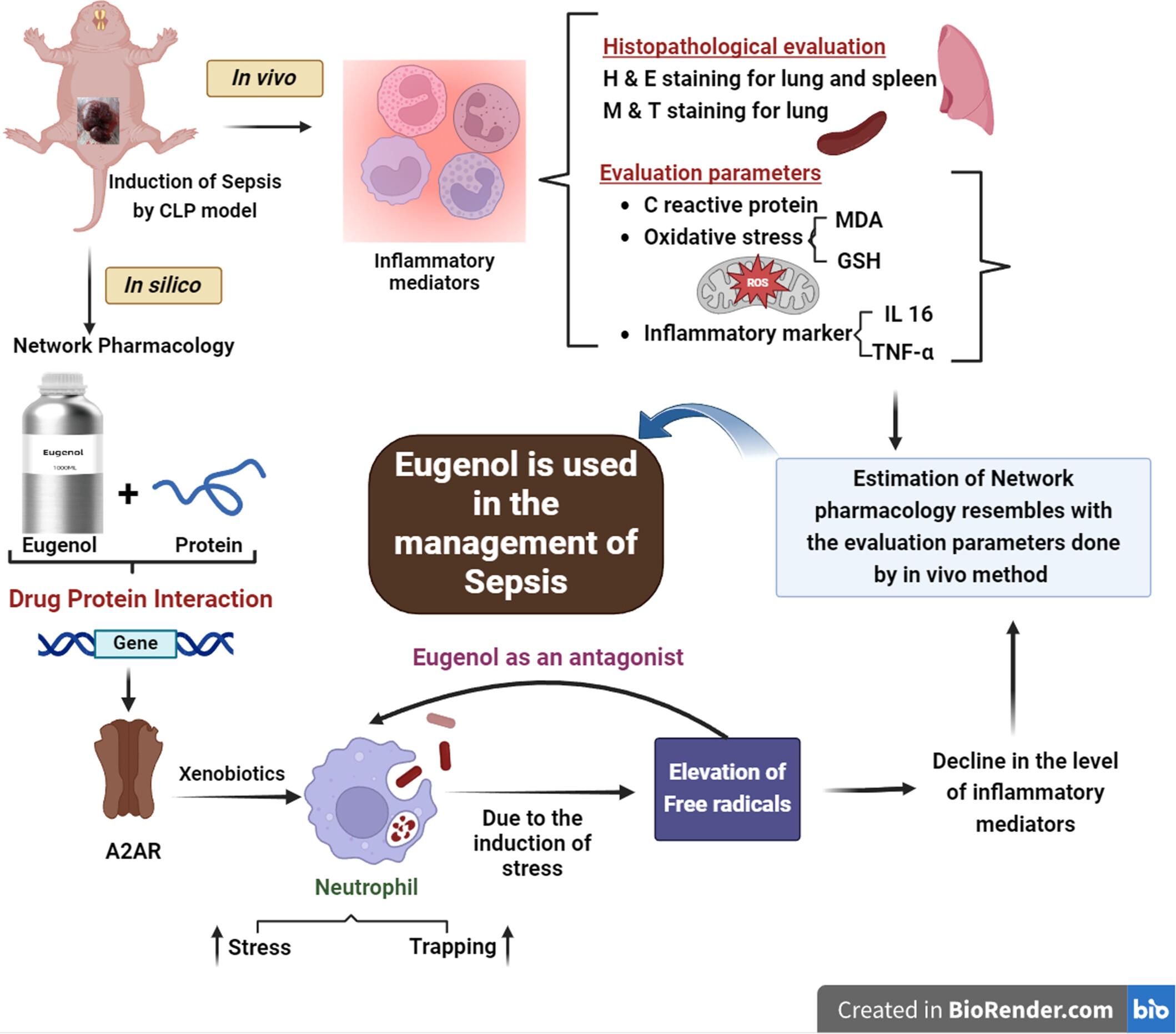 Eugenol Promotes Immune Function and Survival Rate in Cecal Ligation Puncture Induced Sepsis Rat Model by Targeting A2A Receptor to Regulate Oxidative Stress Pathway