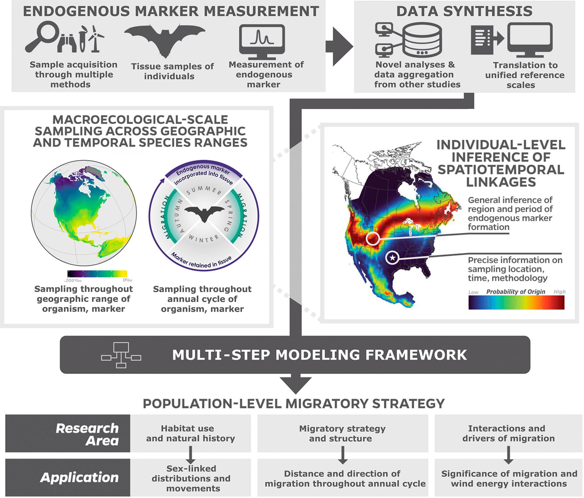 Migratory Strategy is a Key Factor Driving Interactions at Wind Energy Facilities in At-Risk North American Bats