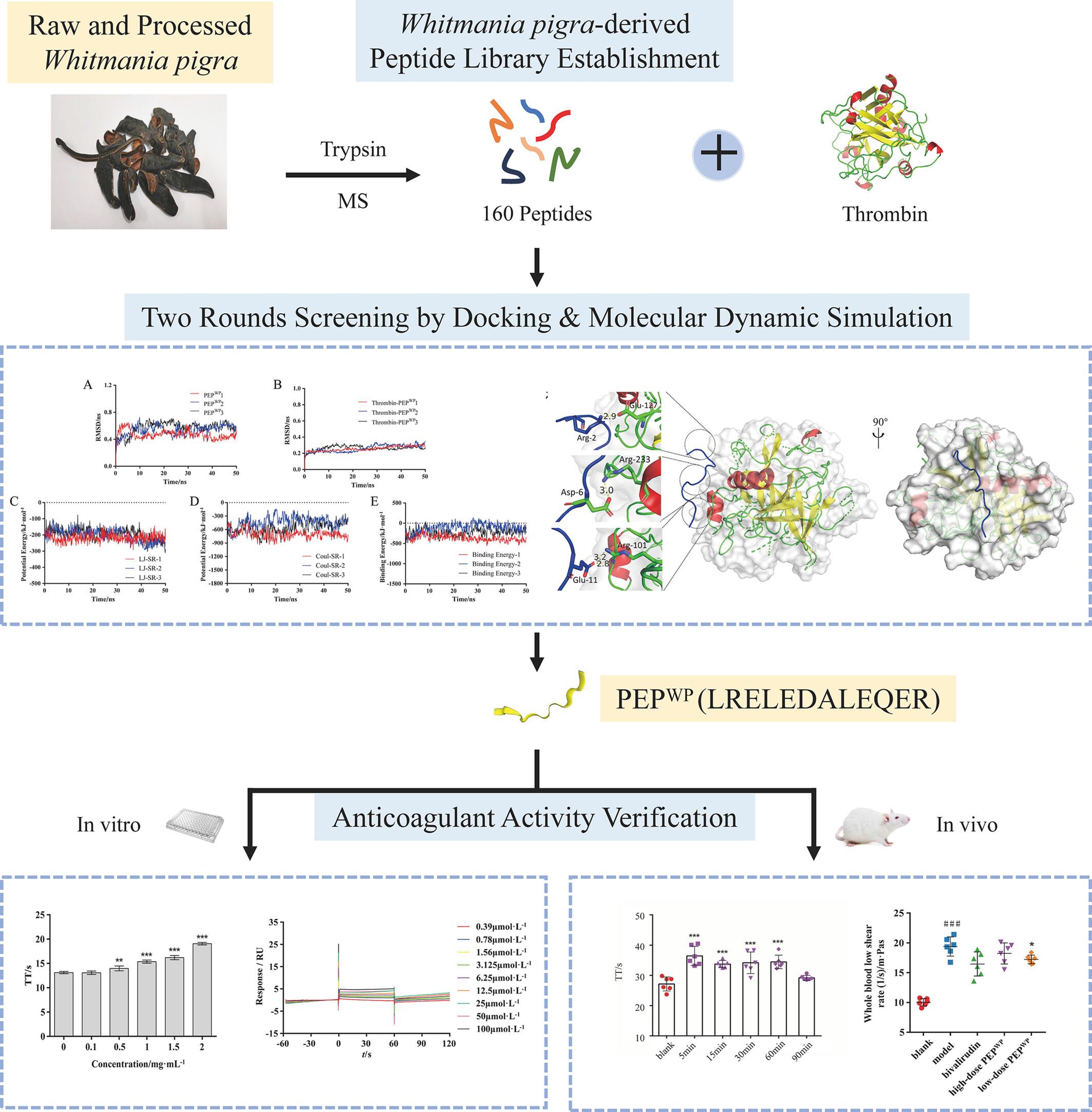 Discovery of a Thrombin-Targeting Anticoagulant Peptide From Whitmania pigra via a “Computation-Guided Experimentation” Strategy