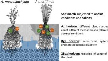 Rhizosphere properties in salt marshes are shaped by both soil genetic horizons and halophyte species