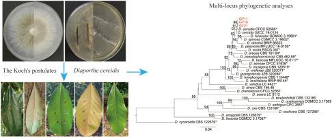 Diaporthe cercidis causing leaf blight on Magnolia grandiflora in China