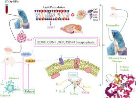 Neuroprotective potential of fortunellin against titanium dioxide nanoparticles induced neurotoxicity via regulating NLRP3, HMGB1/RAGE, and NF-κB pathway: A biochemical, histological and in-silico experimentation