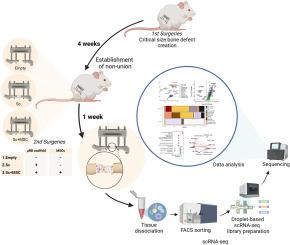 Single-cell RNA sequencing reveals early cell dynamics of MSC-based therapy in long bone critical-size defects in mice