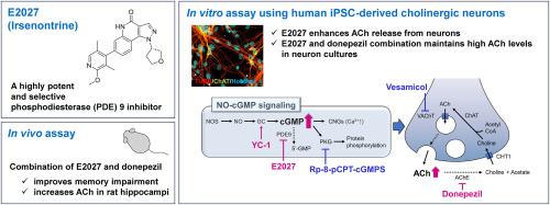E2027 (irsenontrine), a phosphodiesterase 9 inhibitor, enhances cholinergic function when combined with donepezil hydrochloride