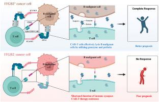 Cell adhesion molecule ITGB2 promotes CAR-T cell therapy in B-cell malignancies