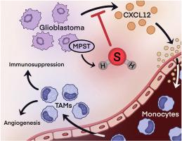 Hydrogen sulfide inhibits recruitment of monocyte-derived tumor associated macrophages in glioblastoma by downregulating CXCL12