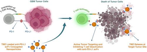 Dual-action nanotherapy: Temozolomide-loaded, anti-PD-L1 scFv-functionalized lipid nanocarriers for targeted glioblastoma therapy