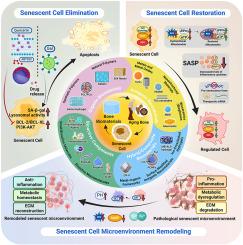Biomaterials targeting senescent cells for bone regeneration: State-of-the-art and future perspectives