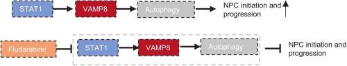 STAT1–VAMP8 axis drives nasopharyngeal carcinoma progression via autophagy enhancement