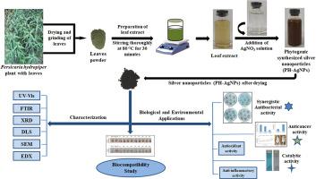 Green synthesis of biocompatible silver nanoparticles from Persicaria hydropiper leaves: Therapeutic and catalytic applications