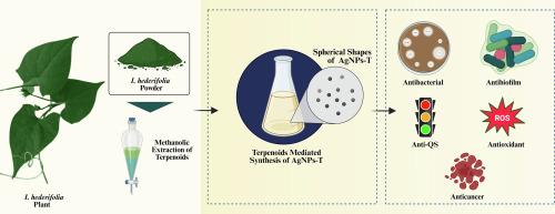 Sustainable synthesis and functional profiling of Ipomoea hederifolia-derived terpenoids-assisted silver nanoparticles: Mechanistic insights into anticancer, antioxidant, antibiofilm, and anti-quorum sensing activities