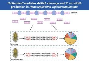 The cleavage of dsRNA by StaufenC into siRNA affects the RNAi efficiency in the 28-spotted ladybeetle, Henosepilachna vigintioctopunctata