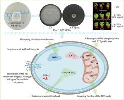 9-Methylstreptimidone: A novel promising fungicide disrupting material metabolism and energy synthesis in Colletotrichum orbiculare
