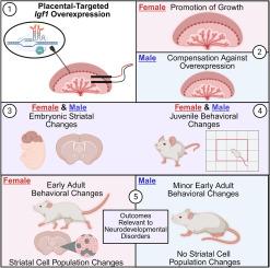 Placental Igf1 overexpression sex-specifically impacts mouse placenta structure, altering offspring striatal development and behavior