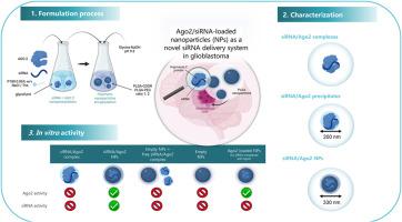 Harnessing Argonaute 2 as an innovative delivery system for siRNA in glioblastoma treatment