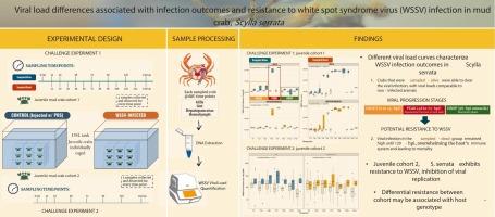 Viral load differences associated with infection outcomes and resistance to white spot syndrome virus (WSSV) infection in mud crab, Scylla serrata