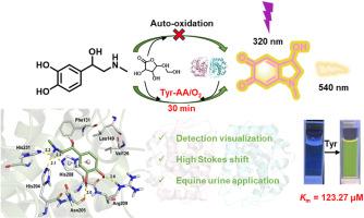 A novel tyrosinase-ascorbate system for fluorescence detection of equine doping adrenaline