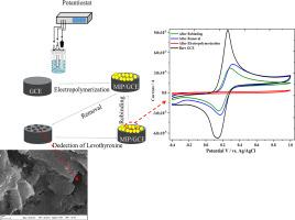 Design of an electrochemical sensor based on 3-thiophene methanol and 3-methylthiophene supported molecularly imprinted polymer for the sensitive and selective detection of levothyroxine