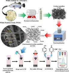 A novel smartphone-based electrochemical hydroquinone sensor using renewable electrocatalyst of carboxyl-functionalized carbon nanofiber derived from white seabass scale collagen