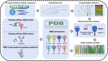 Mutation profiling, evolution analysis, molecular dynamics simulation, and functional characterization of Omicron sub-strains