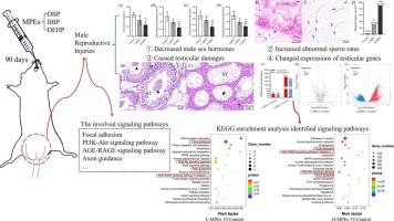 Transcriptomic analysis of the mechanism of male reproductive injuries caused by the mixture of three phthalates in rats