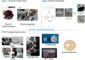 Gelatin-sodium alginate hydrogel infused with Onosma dichroanthum Boiss. root extract: Preparation, characterization, and application in wound dressing