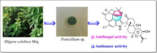 Penrhizovarin A, a novel indole diterpene from endophytic fungi Penicillium sp. KYG-9