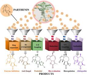 A review on structural modifications of parthenin extracted from Parthenium hysterophorus L