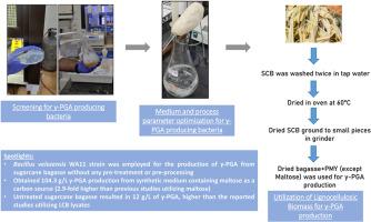 Genome mining of carbohydrate-active enzymes (CAZyme) and poly-γ-glutamic acid (γ-PGA) synthesis by Bacillus velezensis (WA11) directly from lignocellulosic biomass-based substrate