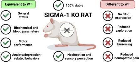 Generation and phenotypic characterization of a sigma-1 receptor knockout rat