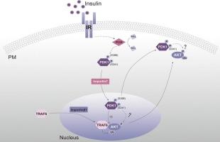 Nuclear trafficking of PDK1 in importin7-dependent manner is required for insulin-induced AKT ubiquitination