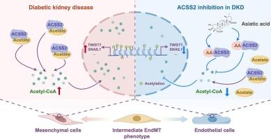 Asiatic acid inhibits endothelial-to-mesenchymal transition in diabetic kidney disease by reducing acetyl-CoA production via targeting ACSS2