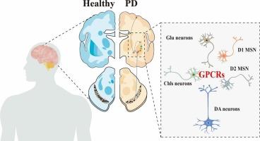 G Protein-coupled receptors: key targets for maintaining the function of basal ganglia-thalamus-cortical circuits in Parkinson’s disease