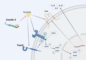 Exendin-4 Prevents oxLDL-Induced upregulation of TREM2 and attenuates foam cell formation and inflammation in Macrophages