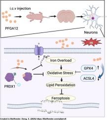 PFGA12 ameliorates Hypoxic-Ischemic brain injury by directly regulating PRDX1 and inhibiting ferroptosis