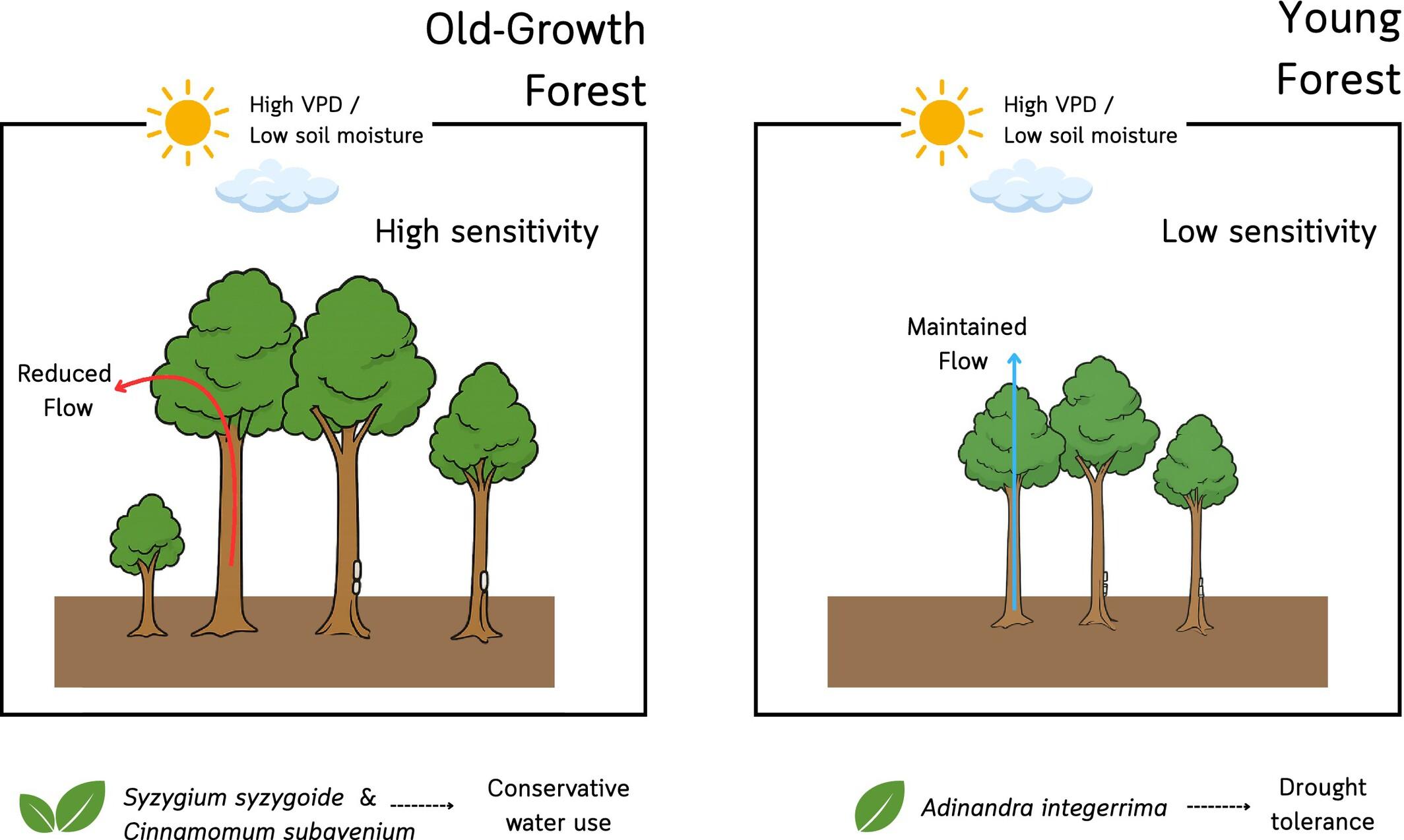 Species-Specific Water-Use Characteristics of Trees in Old-Growth and Secondary Tropical Forests of Thailand