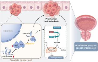 LncRNA HANR promotes the aerobic glycolysis in prostate cancer by stabilizing TPI1