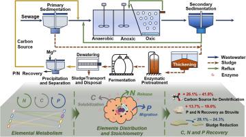 Recovery of C, N, and P from waste activated sludge by enzymatic anaerobic fermentation: Stoichiometry and metatranscriptomics analysis