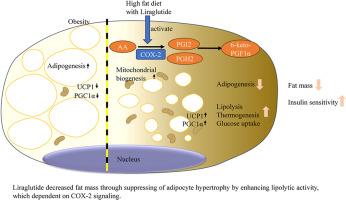 Activation of cyclooxygenase-2 signaling mediates liraglutide-induced adipose lipolytic activity
