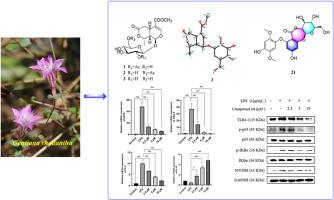 Iridoid glycosides and phenolic glycosides from Gentiana rhodantha and their anti-inflammatory activities