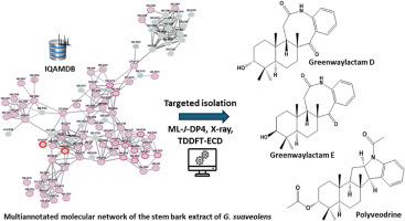 Targeted discovery of sesquiterpene indole alkaloids from Greenwayodendron suaveolens