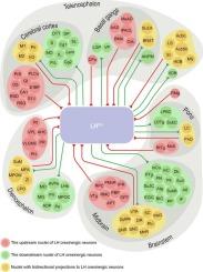 Whole-brain mapping of afferent and efferent connections of lateral hypothalamic orexinergic neurons in mice