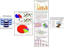 AI-augmented prediction of high-risk PINK1 variants associated with Parkinson’s disease: integrating multilayered bioinformatics, MD simulation, and deep learning
